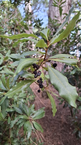 faya bayberry
