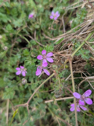 Redstem Stork's-bill