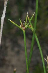 Cyperus gymnocaulos