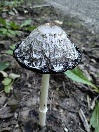 Shaggy Mane