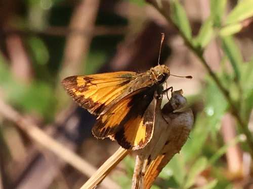 Zabulon Skipper