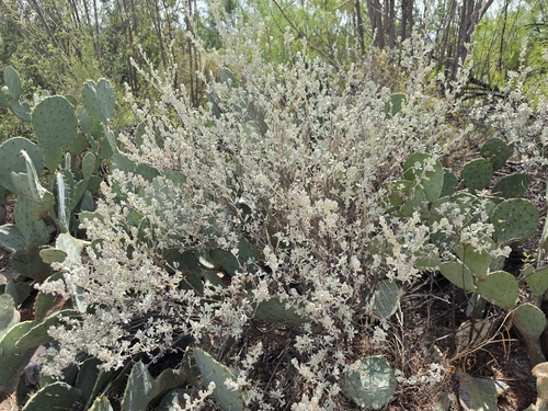 cenizo