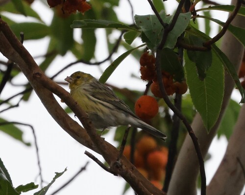 European Serin
