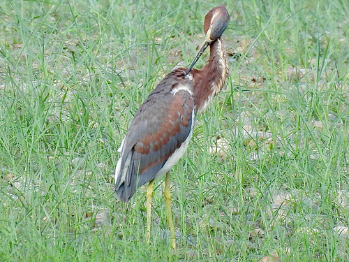 Tricolored Heron