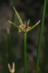 Cyperus gymnocaulos