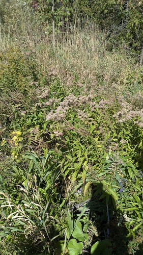 common boneset