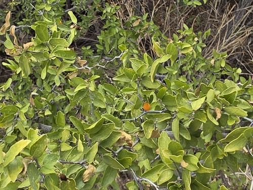 spiny hackberry