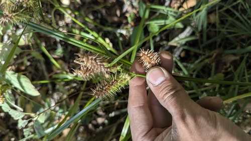 Carex retrorsa