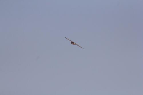 Lesser Kestrel