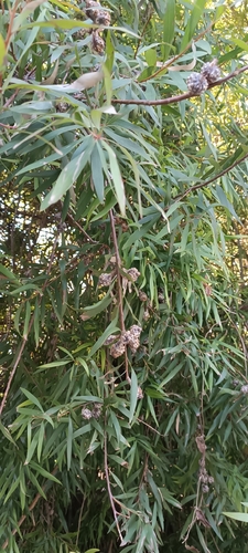 Willow-leaved hakea