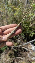 Fraxinus nigra, photograph (c) treelogical, some rights reserved (CC BY)