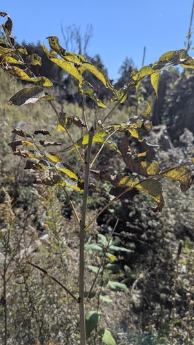 Fraxinus nigra, photograph 5