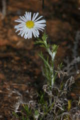 Brachyscome ciliaris