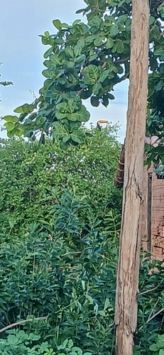 Toco Toucan