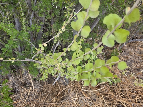 Desert Yaupon