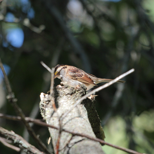 White-throated Sparrow