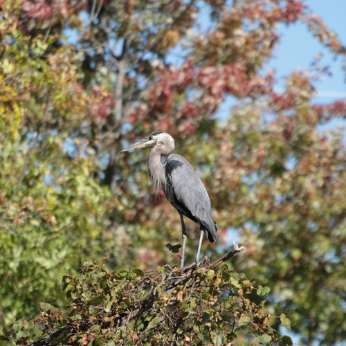 Great Blue Heron