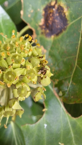 Dasineura kiefferi