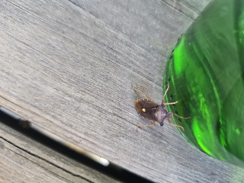 Forest Bug