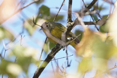 Nashville Warbler