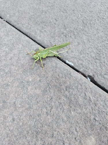 Great Green Bush-cricket