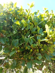 Rhamnus pirifolia