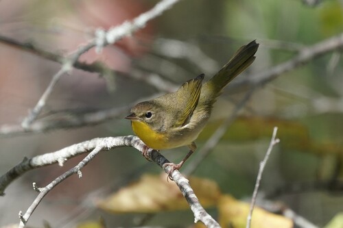 Common Yellowthroat