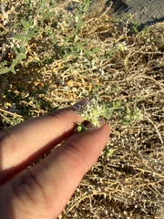 Petalonyx thurberi