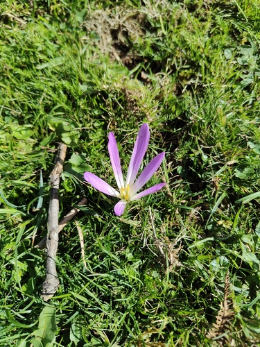 False Meadow Saffron