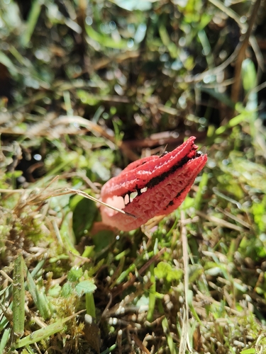 devil's-fingers