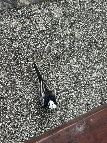 Pied Wagtail