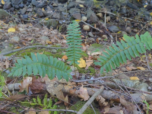 Christmas fern