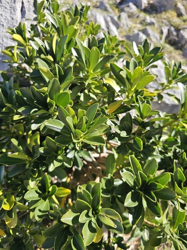 Spurge-laurel
