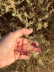 Atriplex canescens