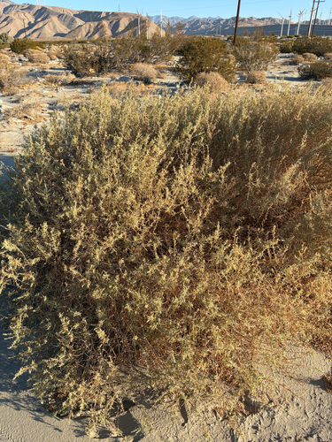 Atriplex canescens, photograph 2