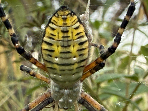 Banded Garden Spider