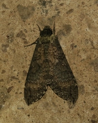Manduca occulta