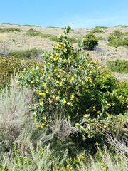 Dendromecon harfordii