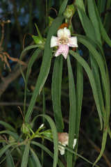Eremophila bignoniiflora