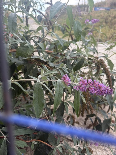 Butterfly bush