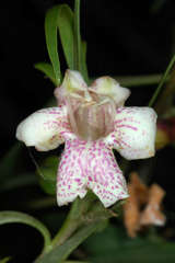 Eremophila bignoniiflora