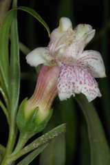 Eremophila bignoniiflora