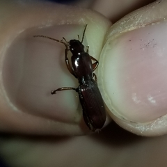 Stenomorphus californicus