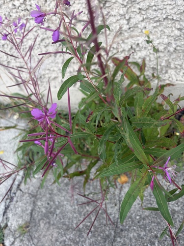 fireweed