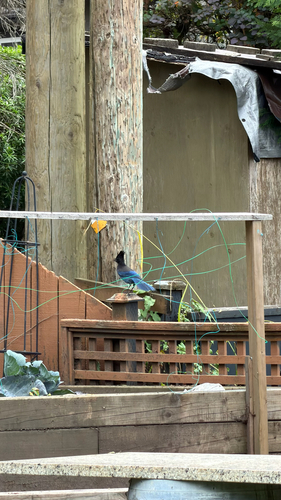 Steller's Jay
