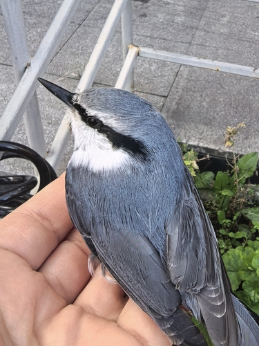 Eurasian Nuthatch