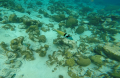 Thalassoma bifasciatum