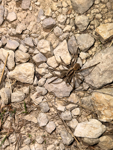 Radiated Wolf Spider