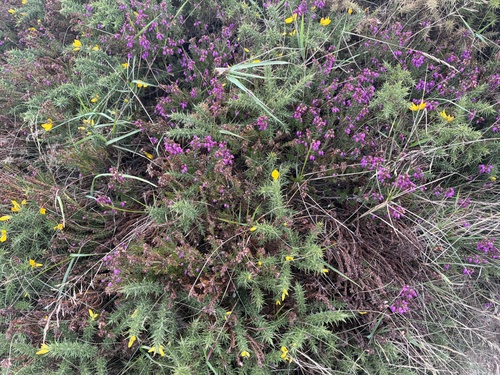 Bell Heather