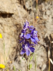 Delphinium parryi maritimum